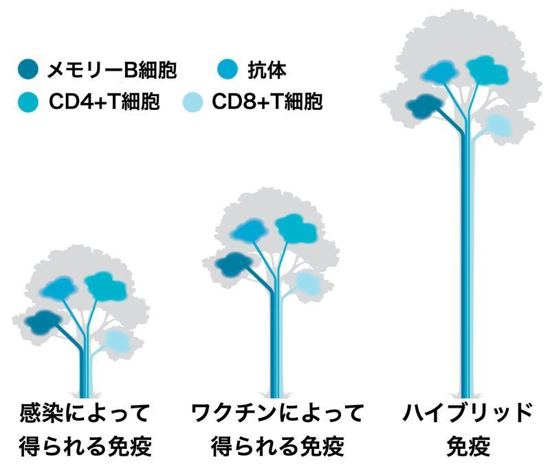 ハイブリッド免疫とは（DOI: 10.1126/science.abj22より）