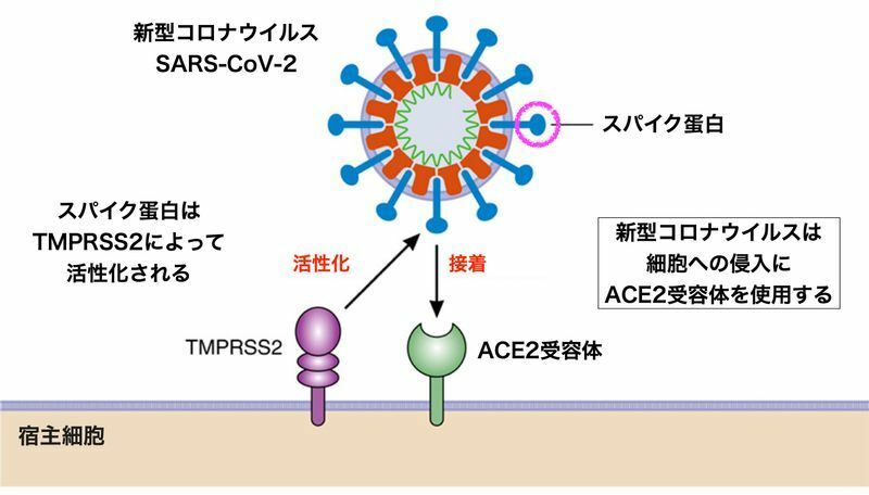 新型コロナウイルスが宿主細胞に侵入する経路について（https://doi.org/10.1161/CIRCULATIONAHA.120.046941より）