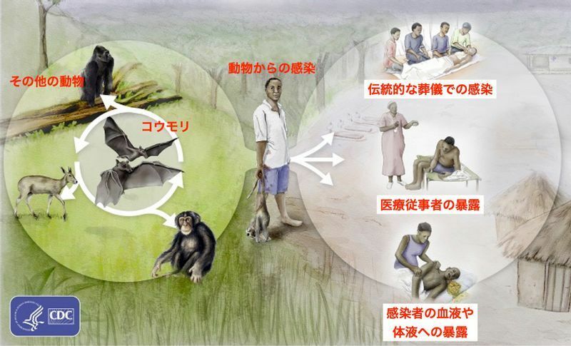 マールブルグウイルスの生活環（CDC. Ebola Virus Ecology and Transmissionより筆者追記）