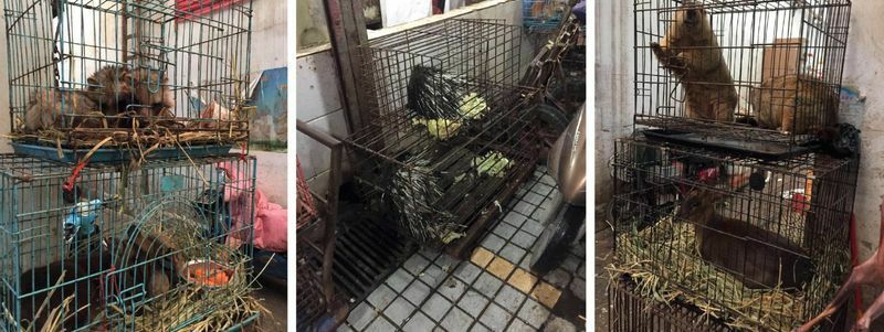武漢の海鮮市場で売られていた動物（https://doi.org/10.5281/zenodo.6299116より）