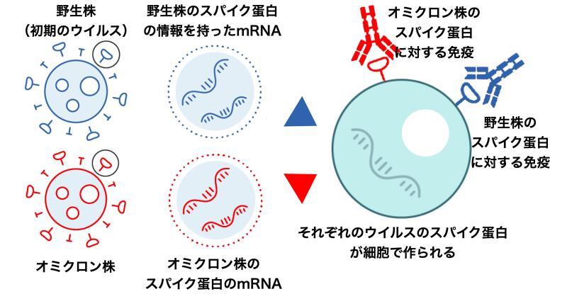 オミクロン株対応ワクチンの仕組み（フィンランド保健福祉研究所の資料より筆者作成）