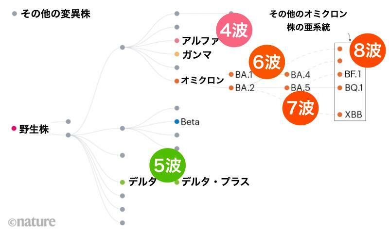 これまでに出現してきた変異株と日本における流行（doi: https://doi.org/10.1038/d41586-022-02154-4より）
