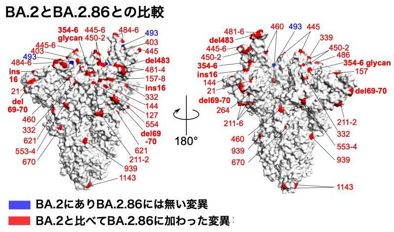 BA.2とBA..2.86とのスパイク蛋白の変異の比較（doi: https://doi.org/10.1101/2023.09.04.556272より）