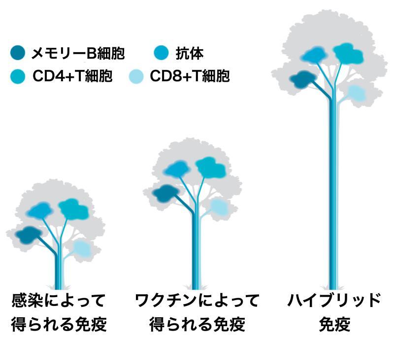 ハイブリッド免疫の考え方（DOI: 10.1126/science.abj22より）