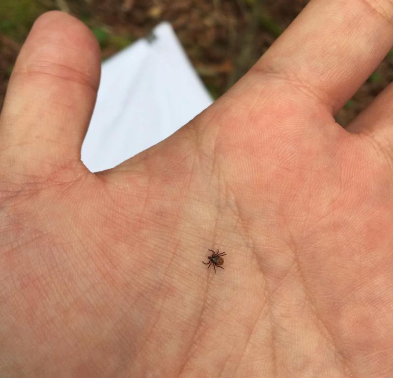 筆者の手のひらを駆け巡るシュルツェマダニ(筆者撮影)