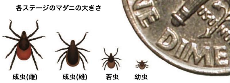 マダニの大きさ（CDC LYME DISEASE: What you need to knowを筆者が翻訳）