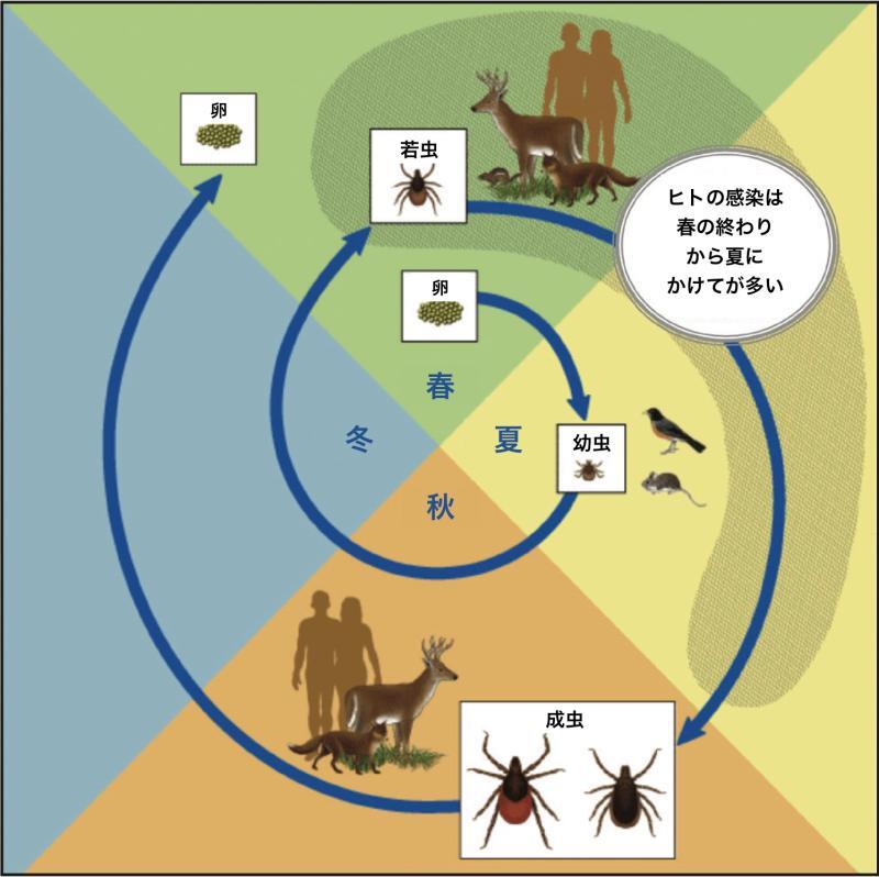 マダニの生活環(CDC. LYME DISEASE: What you need to knowを筆者が翻訳)