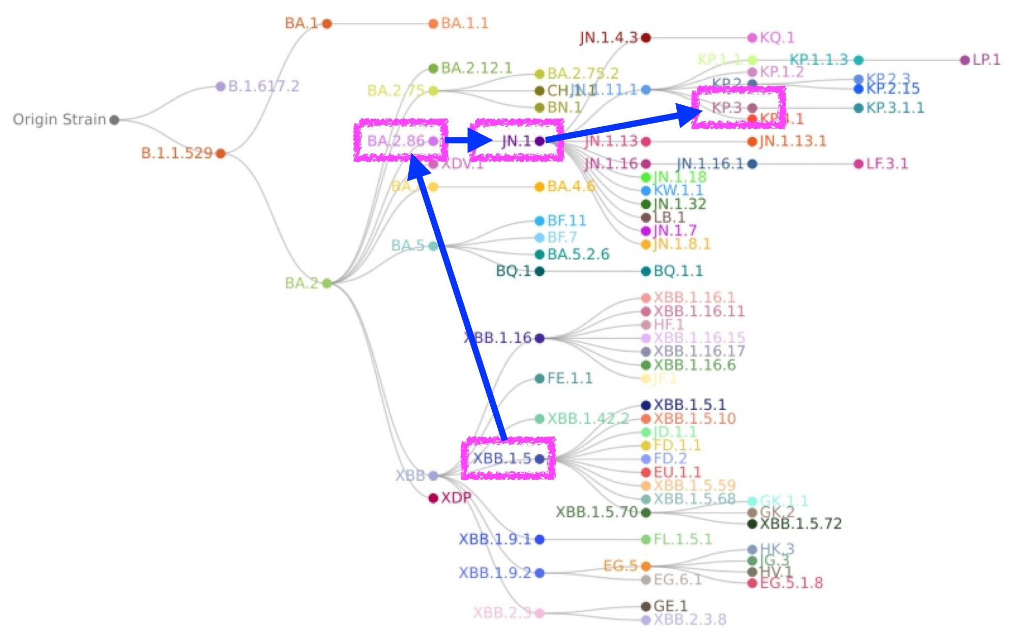 新型コロナウイルスの系統樹（CDC. COVID Data Trackerより）