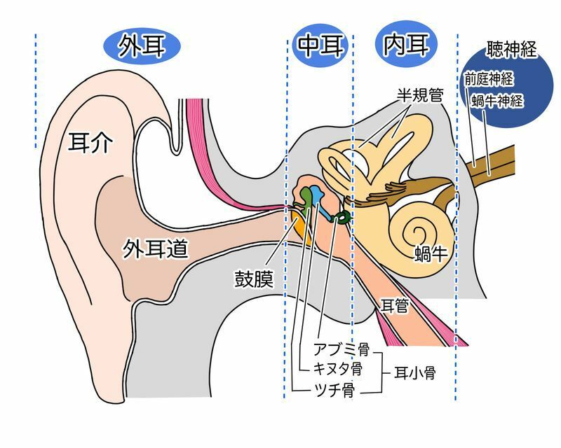 耳の模式図。外から来た音は振動で伝わる。