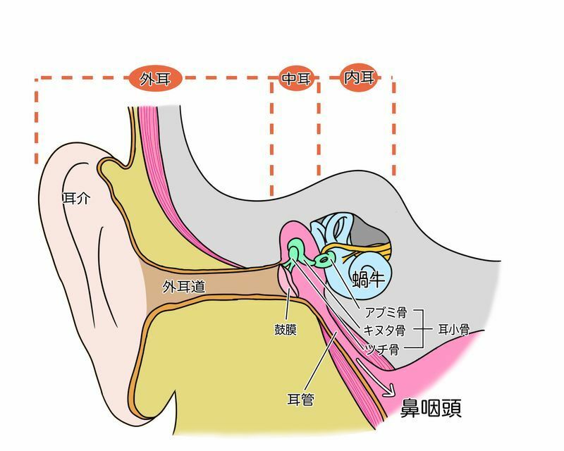 耳管を通じて中耳と鼻（鼻咽頭）が交通している　筆者作成