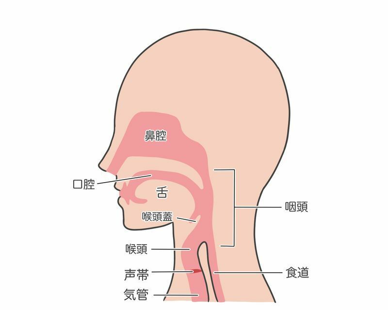 図１　喉頭は気管の入り口の部分を構成している（筆者作成）