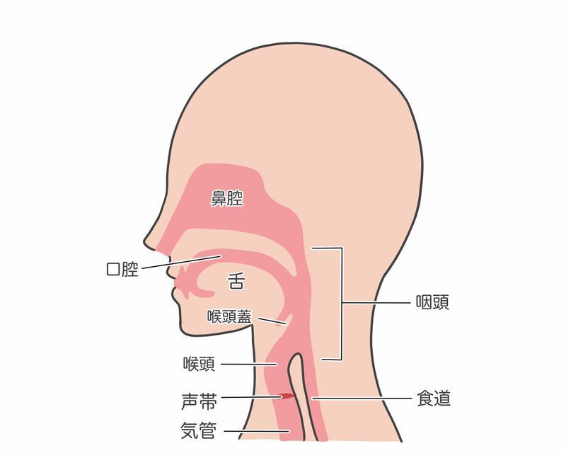 図1 喉頭は気管の入り口の部分を構成している(筆者作成)