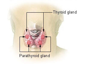 甲状腺の位置（Wikipedia