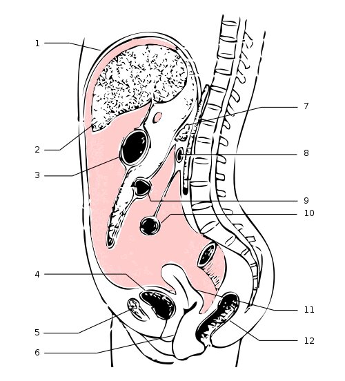Wikipedia「腹膜」より  By Nanoxyde