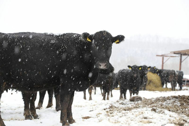 零下20度の降雪時でも牛舎いらずのジビーフ