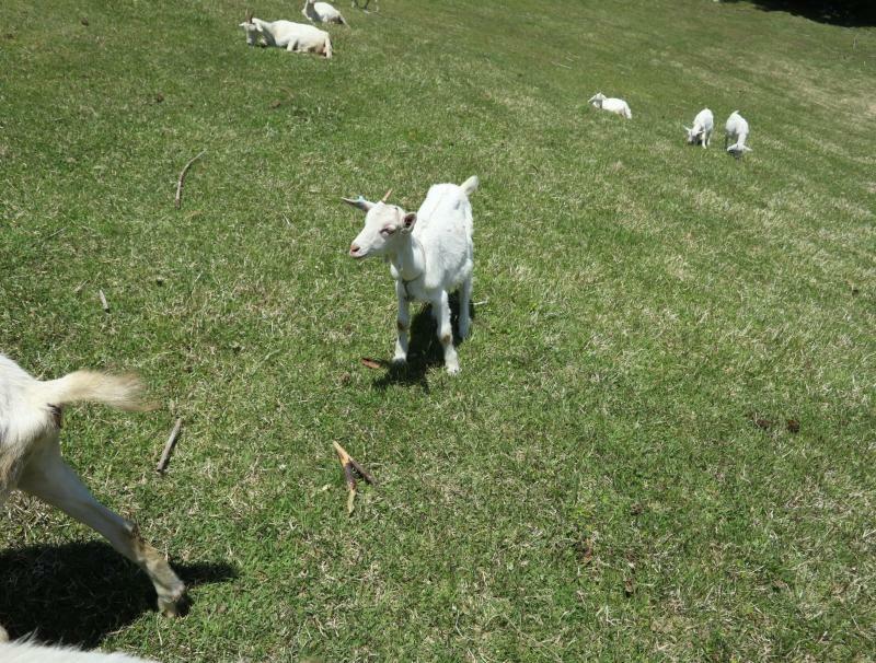 昨年、山田農場を取材させてもらったときの山羊。傾斜地なのに力強い（グイグイ近寄ってきて僕の服をもぐもぐ……）