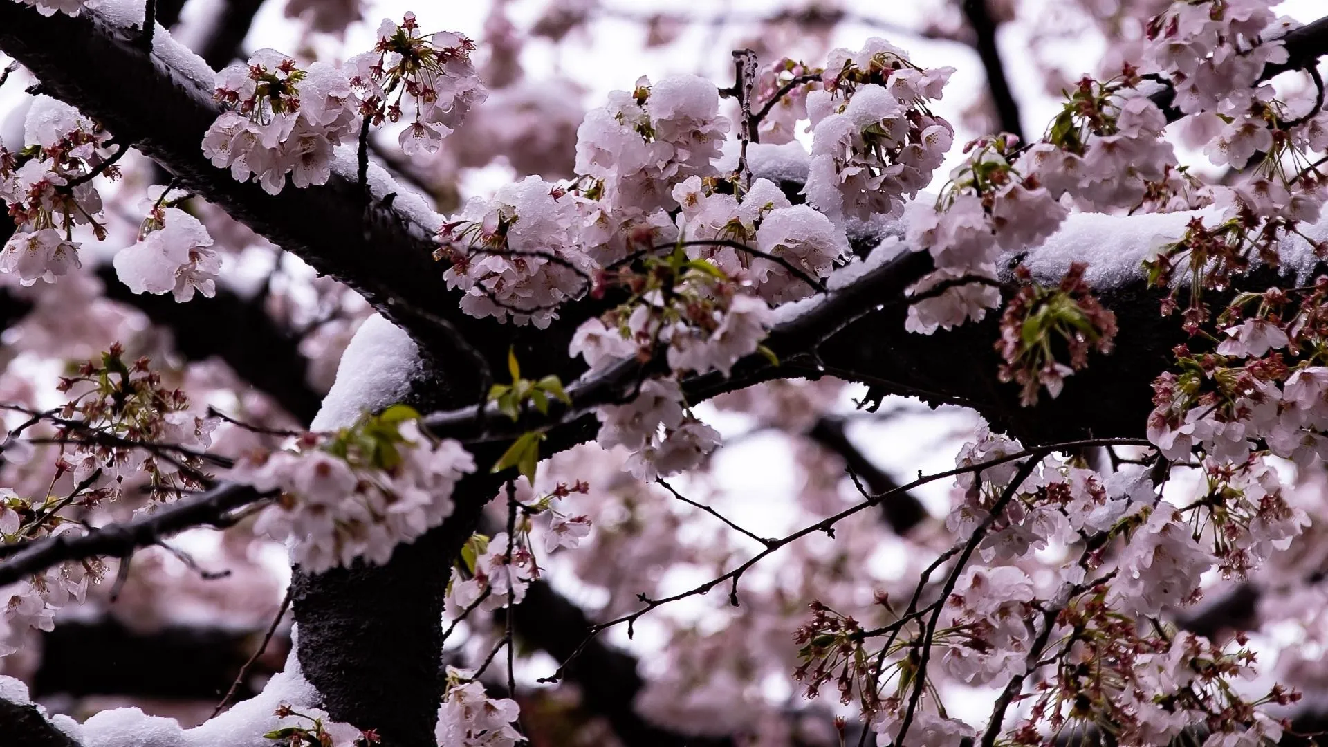 東京 連休明けは厳寒 桜に雪か 実は珍しくない桜と雪のコラボ（三ヶ尻 