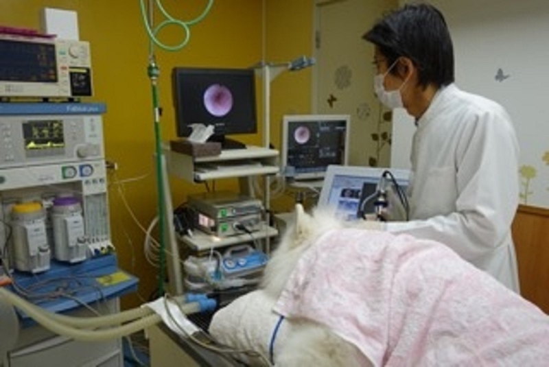 内視鏡を用いて診療する杉村さん(どうぶつ耳科専門クリニック主の枝提供)