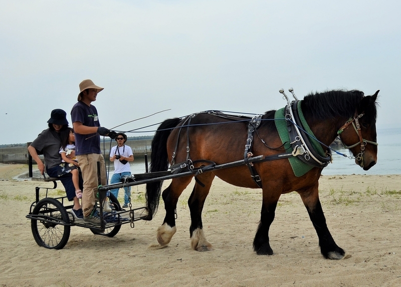 リヤカーを改造した「馬車」。車輪を引き上げながら砂浜を進む馬のパワーに圧倒される