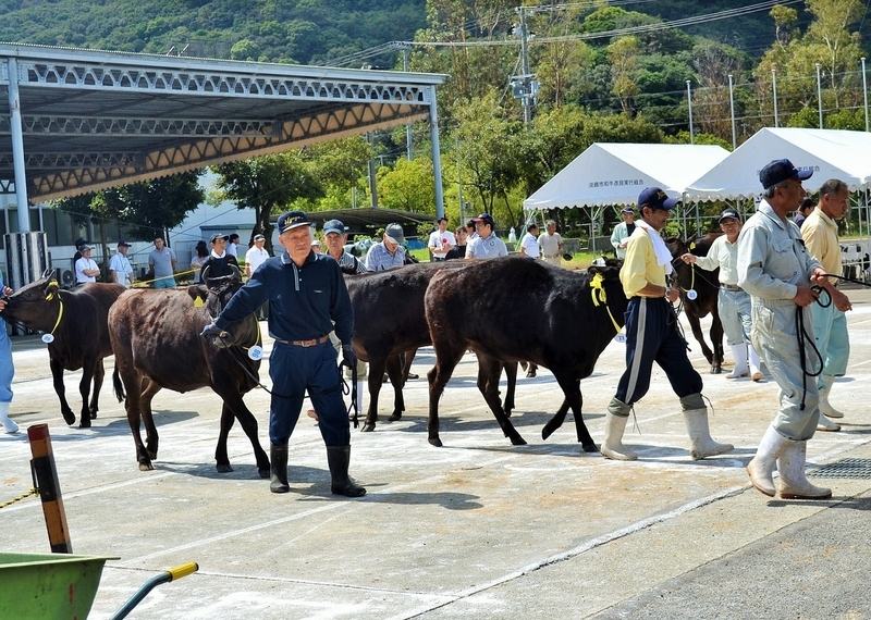 審査が終わると、牛はいったん屋内に引き上げる