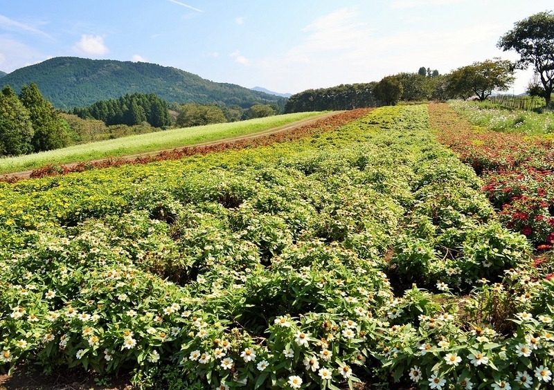 ヒャクニチソウの花畑。周辺に視界をさえぎるものがないため、はるか遠くまで見渡せる