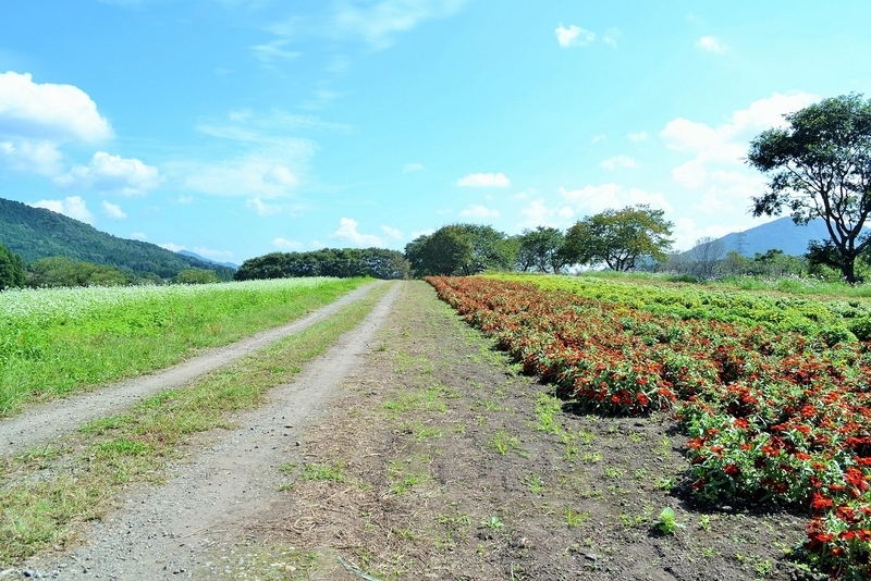 約500メートルの一本道の両側に、ヒャクニチソウやコスモス、ソバなどの花々が植えられている