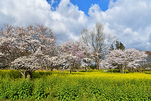 春には、菜の花と桜とが一緒に撮影できる(吉田さん撮影)
