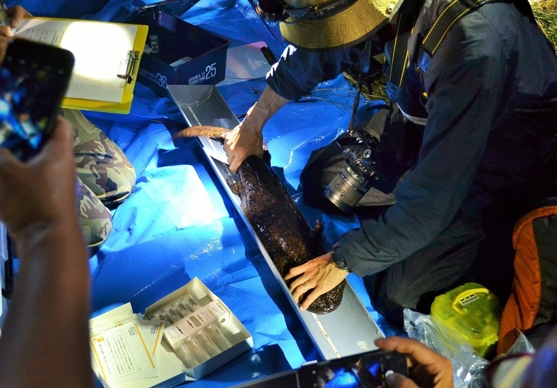 「第16回日本オオサンショウウオの会真庭大会」で開かれた夜間観察会の様子。旭川で捕獲した個体にマイクロチップを挿入する