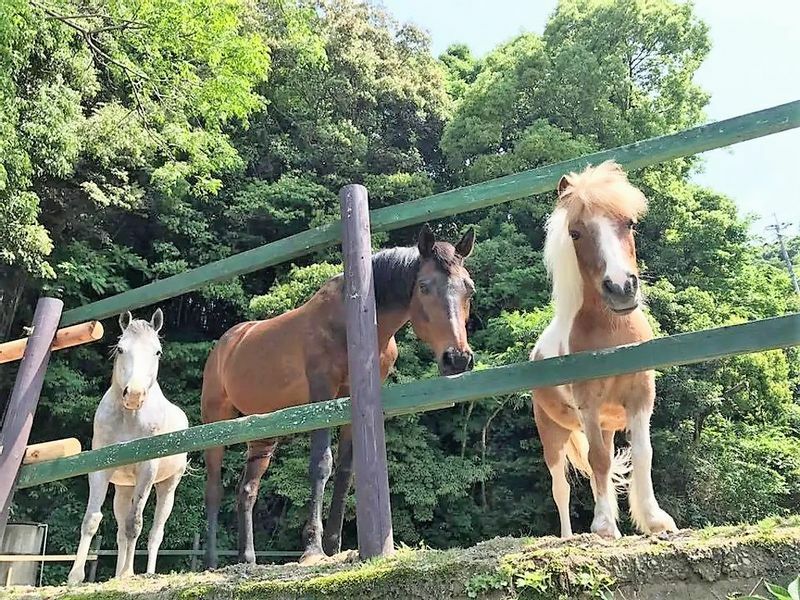 クラブリオに引き取られた馬たち。（左から）ホーリー、マックス、ジュジュ