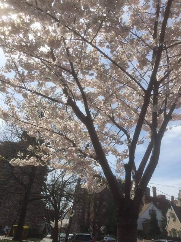 桜を楽しむこともなく4月は過ぎた。筆者撮影