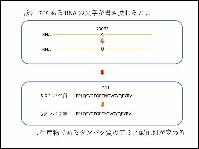 RNAの文字が変わると、タンパク質のアミノ酸配列も変わる