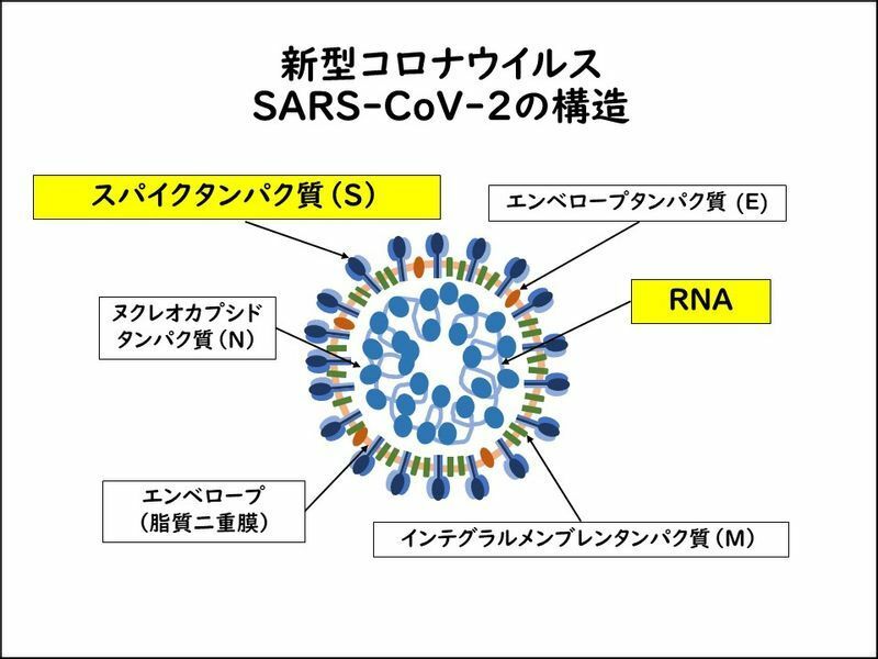 新型コロナウイルス SARS-CoV-2 の構造