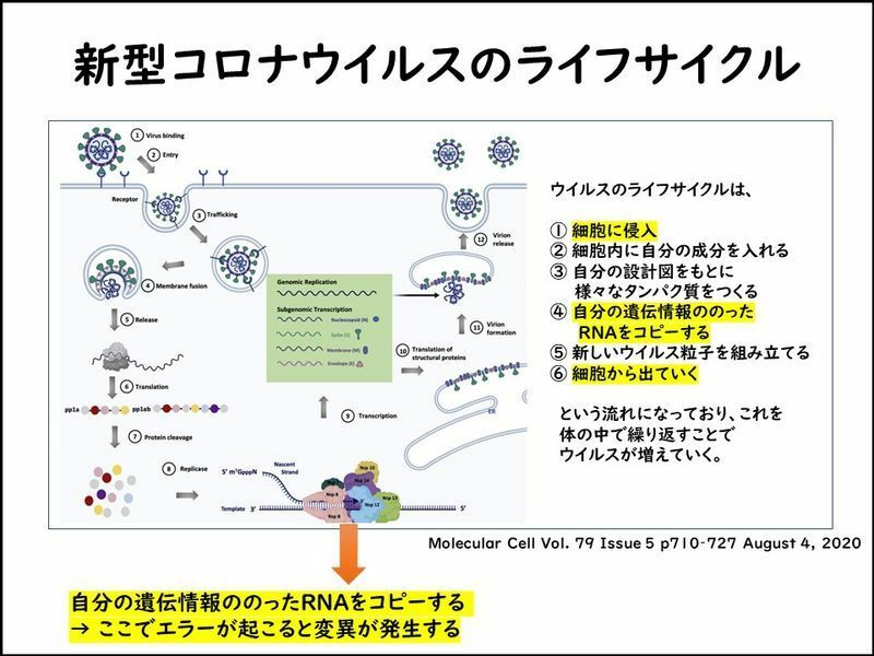 新型コロナウイルス SARS-CoV-2 が細胞を乗っ取り増える仕組み（ライフサイクル）