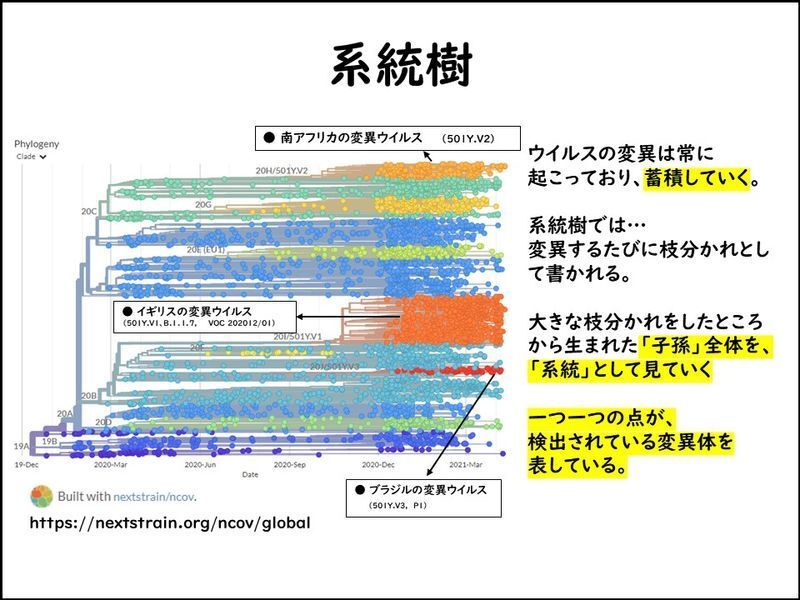 変異の状態をプロットしていった図を系統樹という