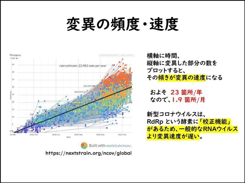 変異は蓄積していく。グラフの傾きが変異の速度になる