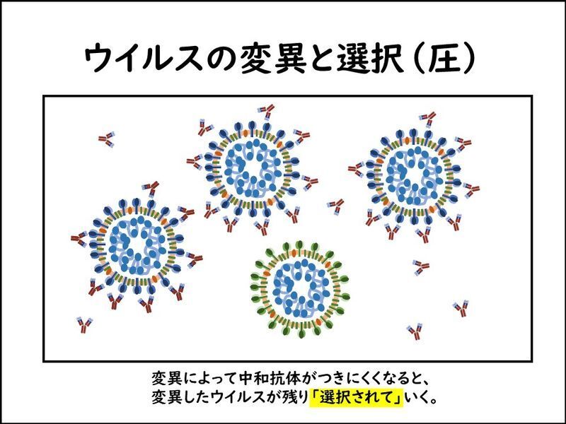 抗体が付着できなくなる変異があると、そのウイルスだけが生き残ることになり得る