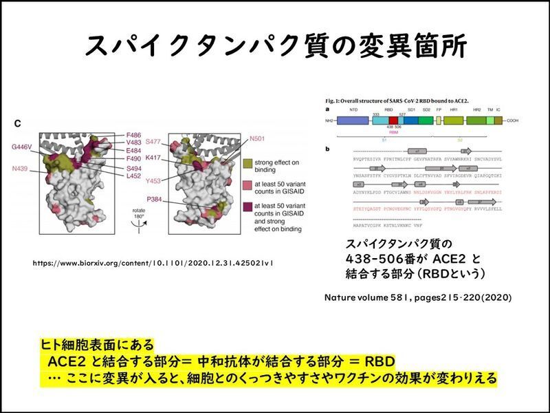 スパイクタンパク質という表面にある突起に変異がはいると性質がかわりやすいと考えられる