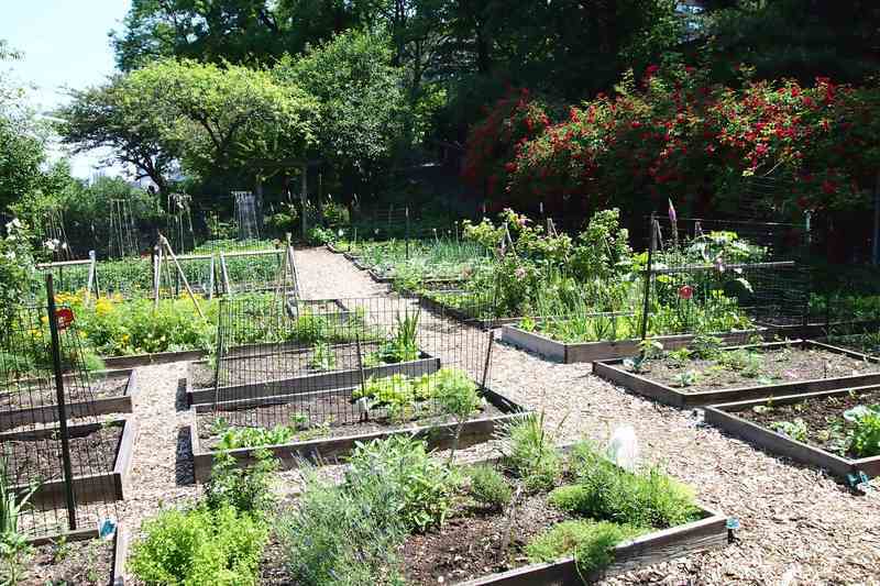 区画された小さな菜園には、いろいろな野菜が植えられている。