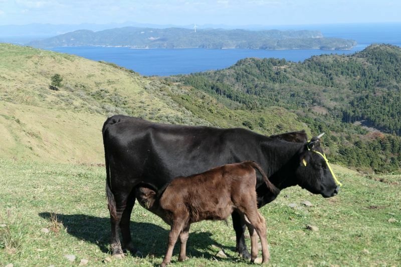 潮風を受けて伸び伸びと育つ知夫里島の牛（観光展望台へ向かう道路からズームをかけて撮影しています)
