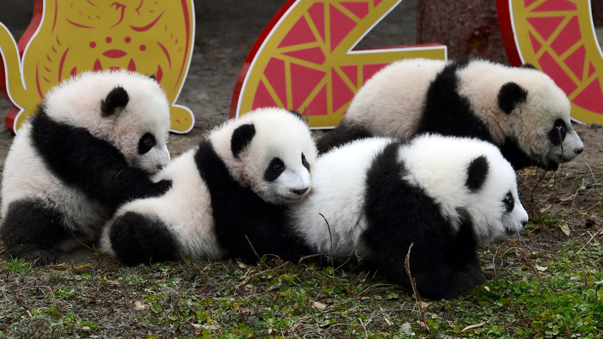 中国ではパンダの顔認識も可能に 宮崎紀秀 個人 Yahoo ニュース