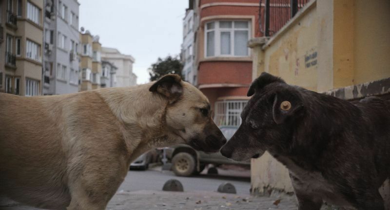 「ストレイ 犬が見た世界」より