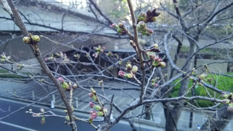 日曜日の桜　まだ蕾が多い様子