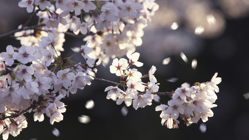桜も見納め 7日は広く大荒れの天気 森さやか 個人 Yahoo ニュース