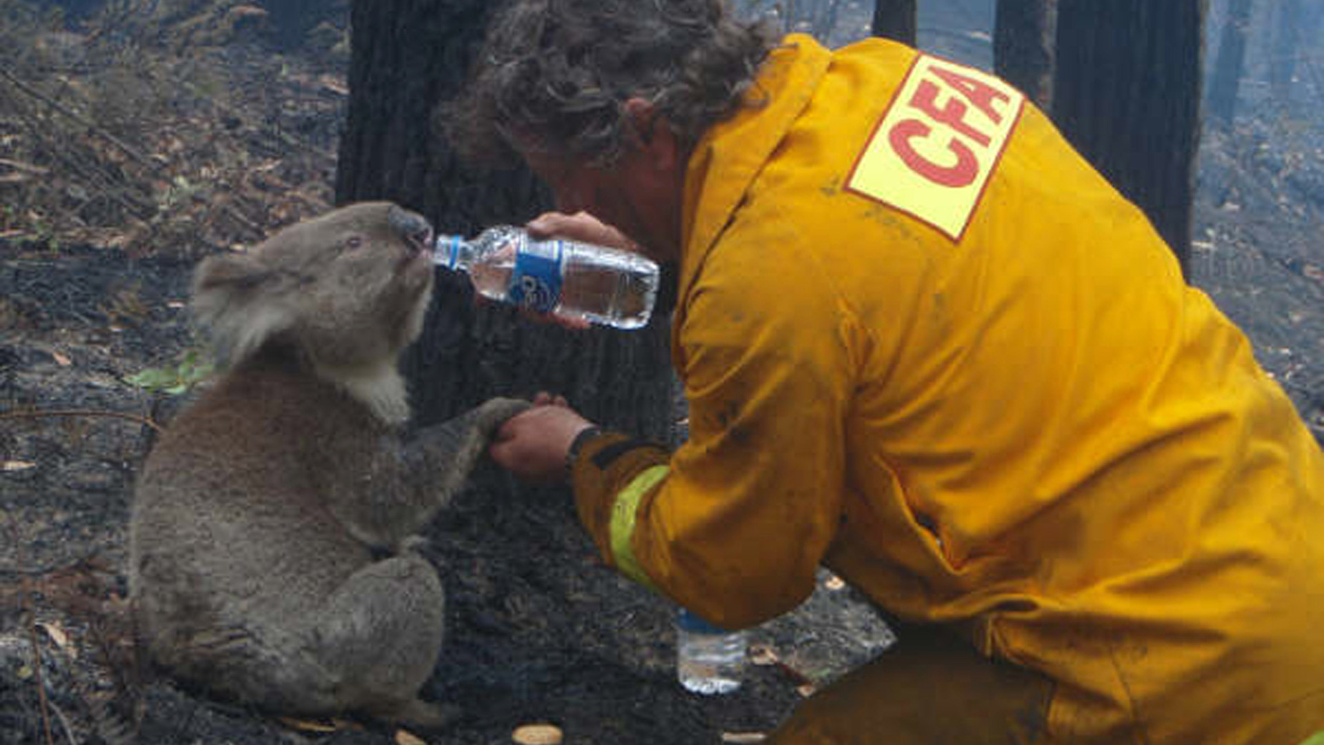 オーストラリアで続く猛暑 高温 少雨で コアラ に危機 森さやか 個人 Yahoo ニュース