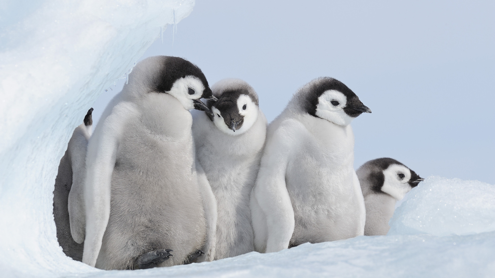 地球上で最も寒い マイナス97 8 南極で観測 森さやか 個人 Yahoo ニュース