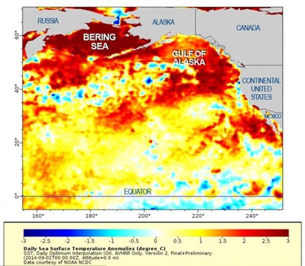 2014年に史上最大のブロブが発生した際の海水温の平年差。出典元: NOAA/NCDC