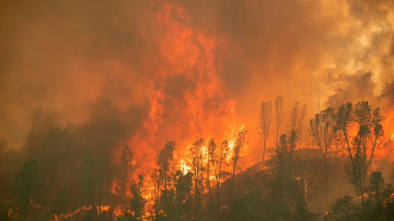 東京の2倍の面積 が7日で焼失 カリフォルニアの記録的な山火事 森さやか 個人 Yahoo ニュース