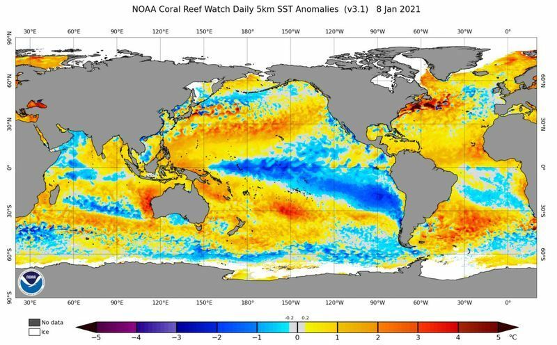 8日の世界の海水温の平年差の図(NOAA)。ラニーニャ現象が発生しているのが分かる。