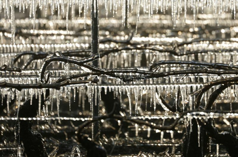 スプリンクラーで凍ったブドウ( シャブリ地区近郊、3日撮影)