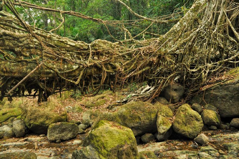 世にも珍しい「生きている橋」